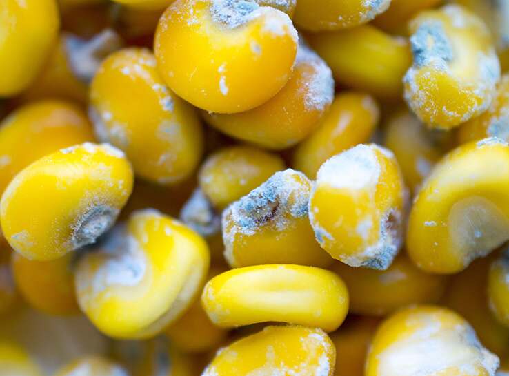 MPweb_058-mycotoxins-feed_330507613 (1)