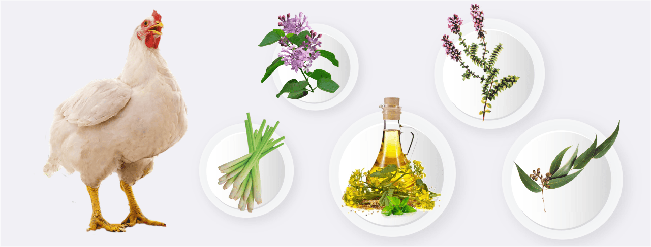 استخدام المواد الطبيعية لتسمين الدواجن