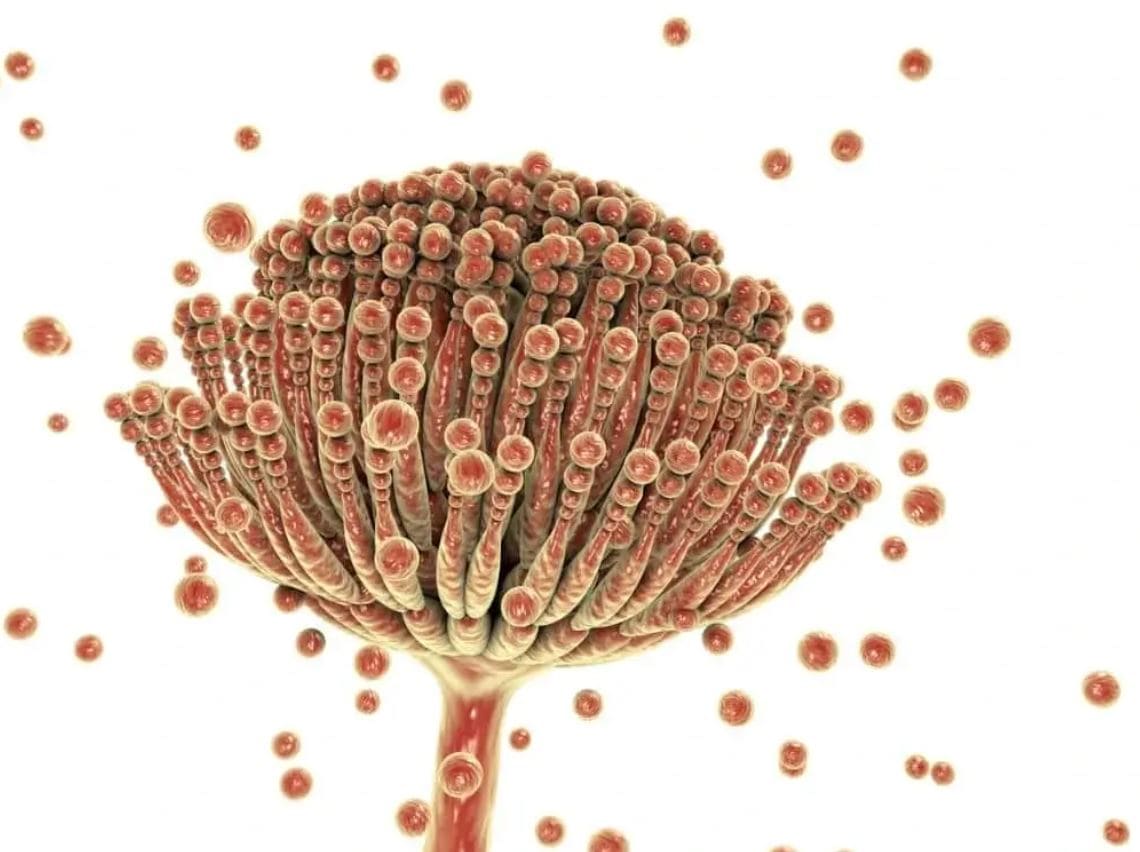 صورة مجهرية لفطر الرشاشيات (Aspergillus)