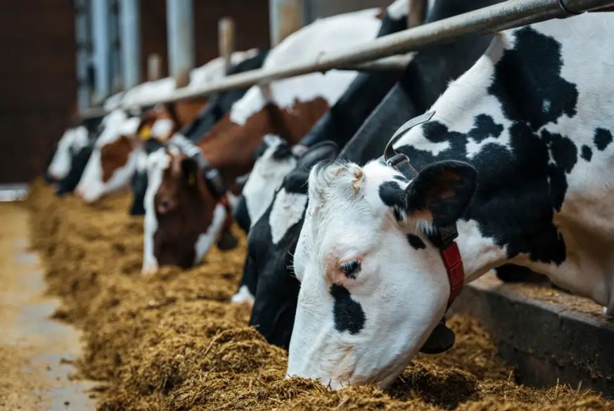 مجموعة من الأبقار واقفة في حظيرة مزرعة وتأكل العلف