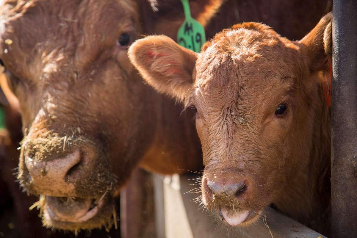 أبقار داخل حظيرة تغذية يظهران بوضوح قرب السور