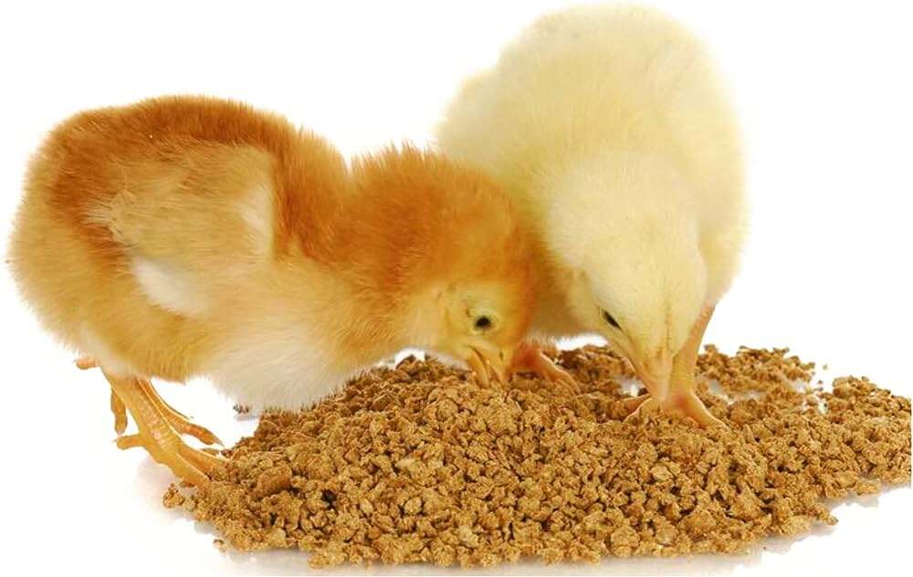 كتاكيت صغيرة تتغذى على علف على الأرض بهدف زيادة الوزن
