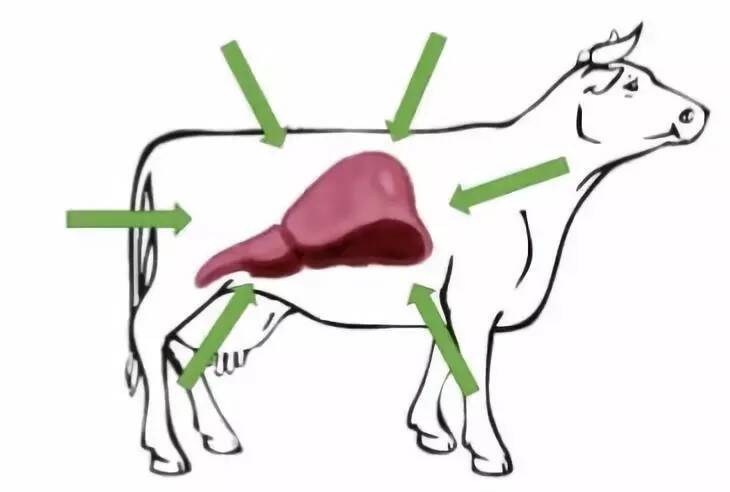 رسم توضيحي لمكان الكبد داخل جسم البقرة