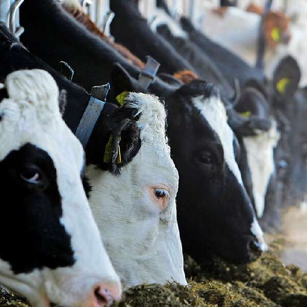 صف من الأبقار تتغذى داخل المزرعة