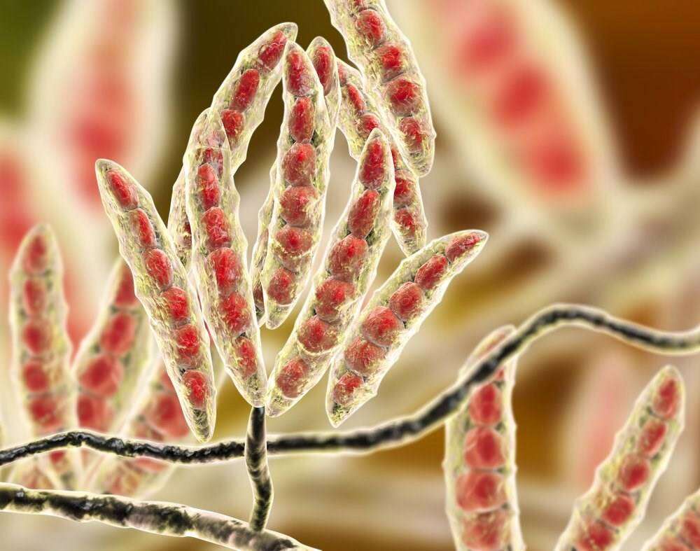 صورة توضح أبواغ فطر الفيوزاريم تحت المجهر بلون أحمر داخل تراكيب أنبوبية