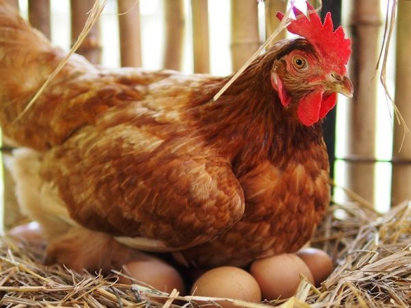 دجاجة تجلس في عشها فوق عدد من البيض