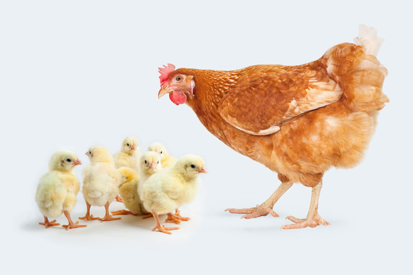 دجاجة أم تقف بجوار عدد من الكتاكيت الصغيرة