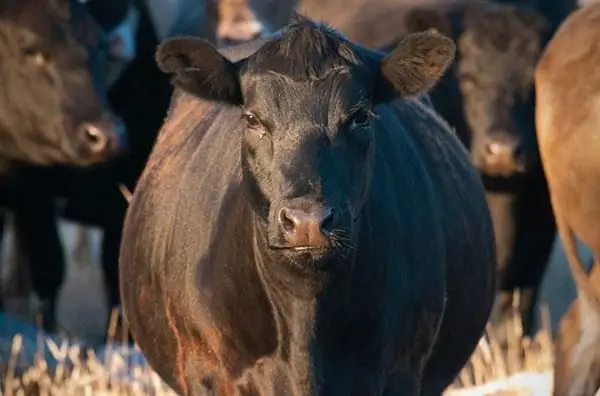 بقرة سوداء تقف داخل مزرعة مواشي وسط القطيع