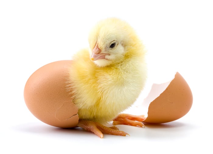 صورة لكتكوت صغير