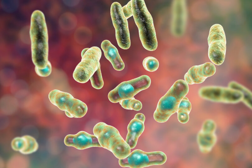 صورة بكتيريا الكلوستريديا ذات سطح ناعم وألوان متداخلة توضح مظهرها تحت المجهر