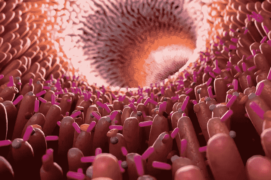 صورة توضيحية لميكروبات الأمعاء وهي تتجمع فوق الزغابات المعوية داخل القناة الهضمية