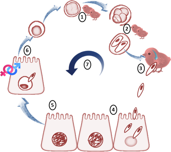 صورة توضيحية تشرح المراحل المختلفة لدورة حياة الطفيليات المعوية في الدواجن من الفقس وحتى إصابة الأمعاء