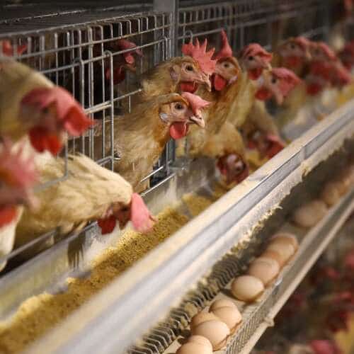 دجاج بياض داخل بطاريات تربية حديثة أثناء تناول العلف