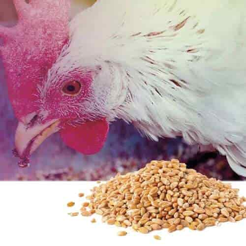دجاجة تتغذى على حبوب عالية الجودة لتحسين عملية إنتاج البيض