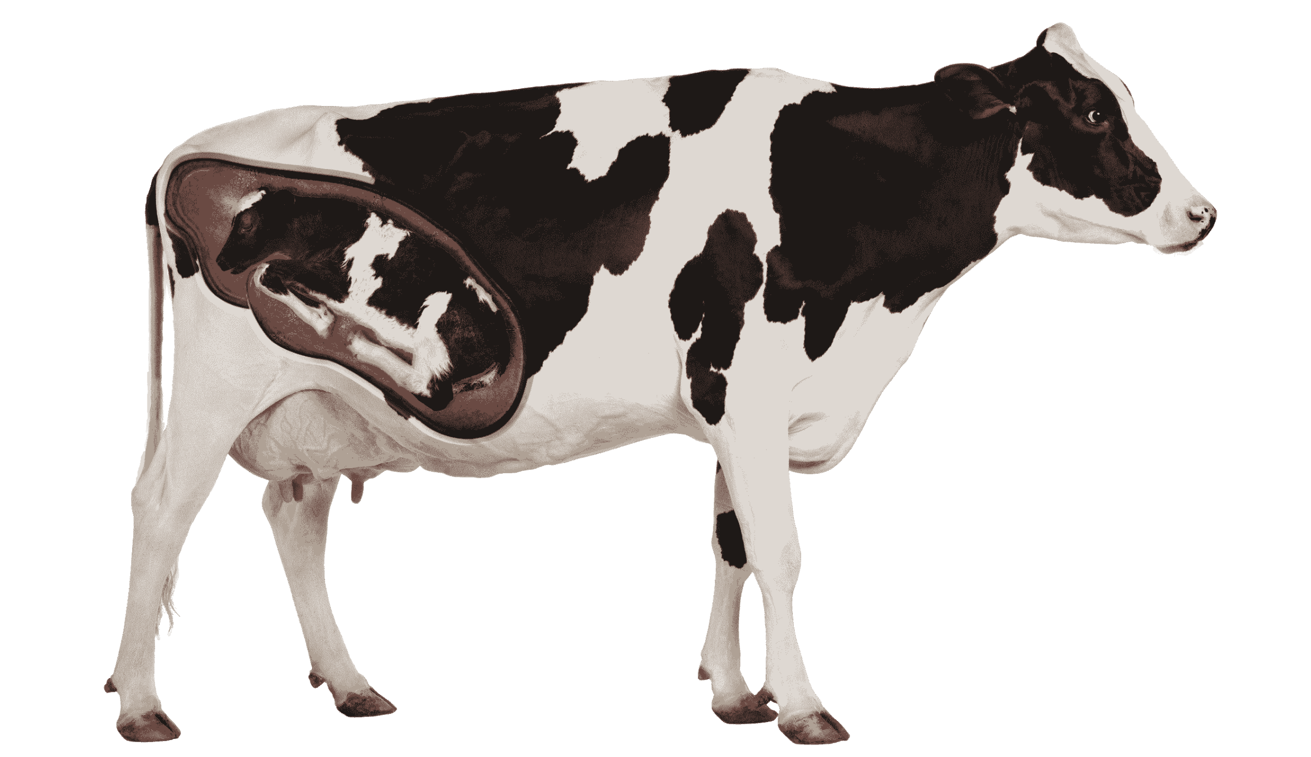 بقرة حلوب وبداخلها الجنين في مرحلة الحمل