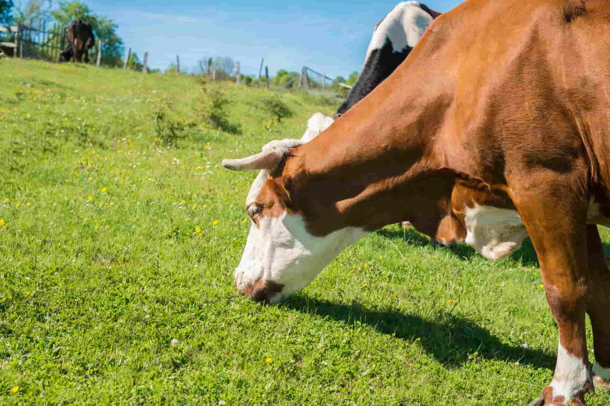 مجموعة من البقر يتخذون داخل مزرعة